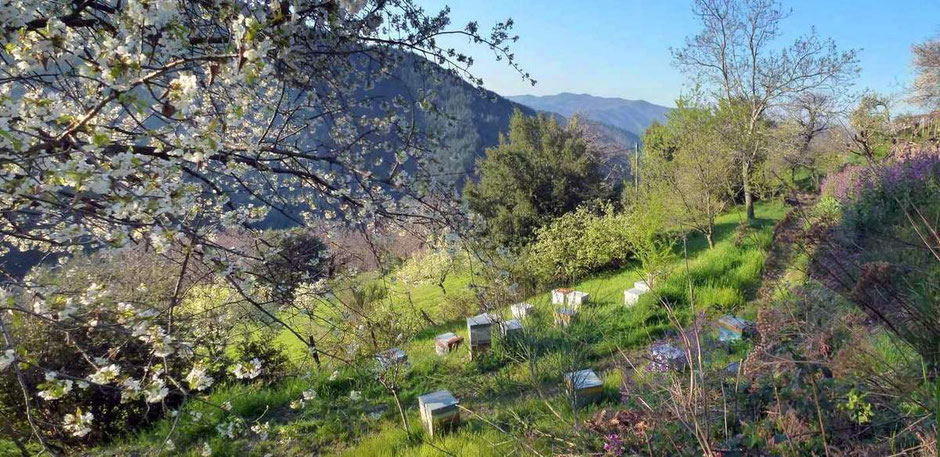 Le rucher et le jardin près du gite du gite