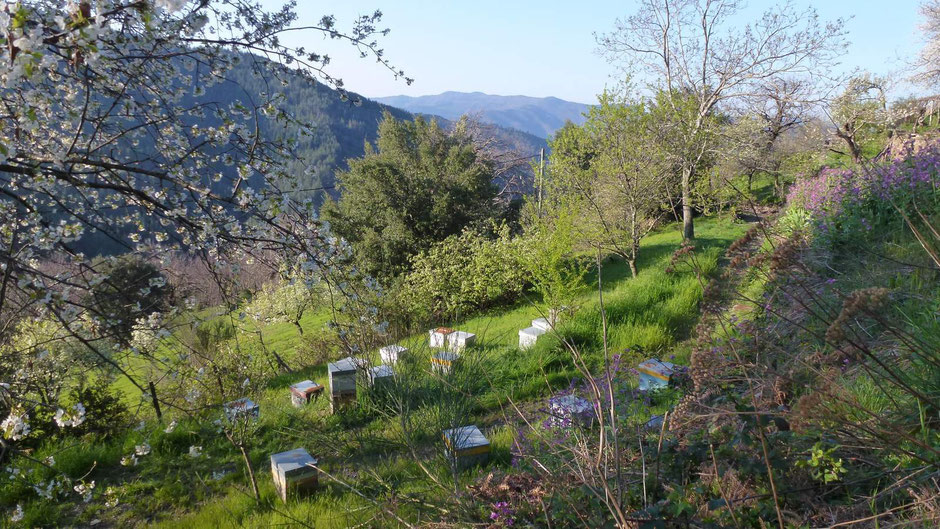 Les ruchers de Bastien