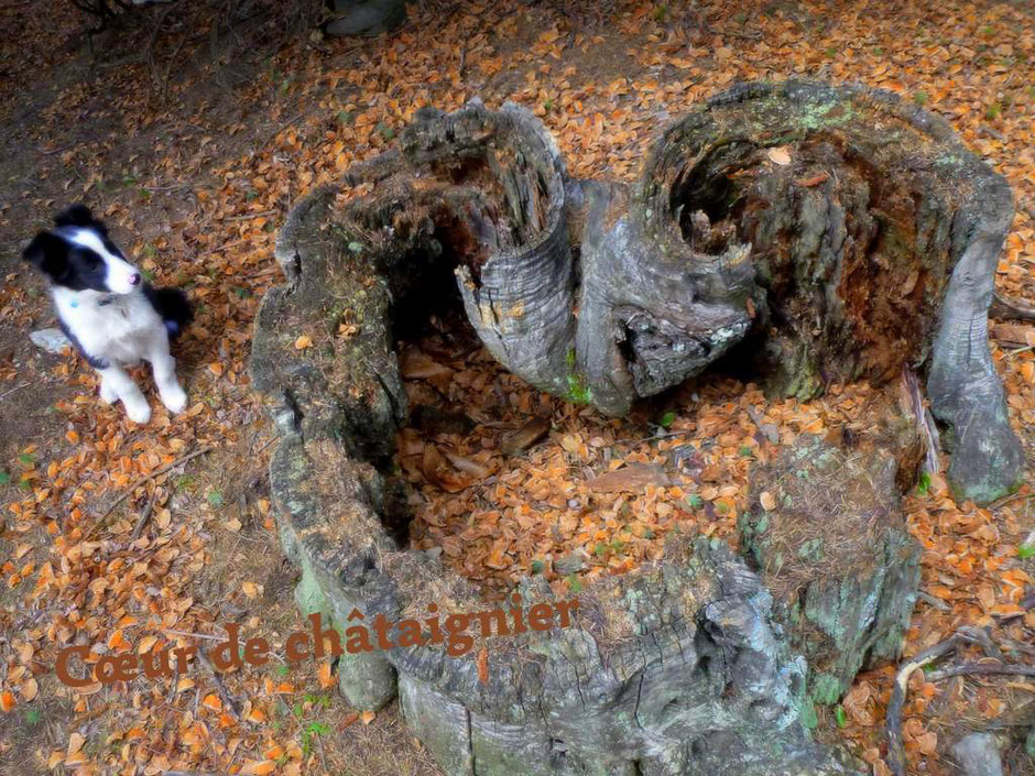Chataignier au cœur gite de liou Cevennes photo © Nadine Vilas