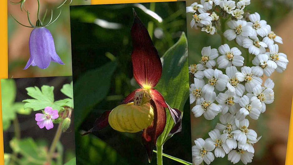 Flore des Cévennes : Campanule, Géranium, sabot de Venus, Achillée millefeuille