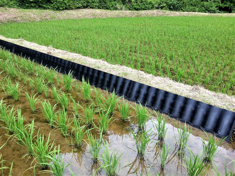 あぜが崩れて来た時に、簡単に補修できるプラスチック製のアゼ波板を使用している写真です。