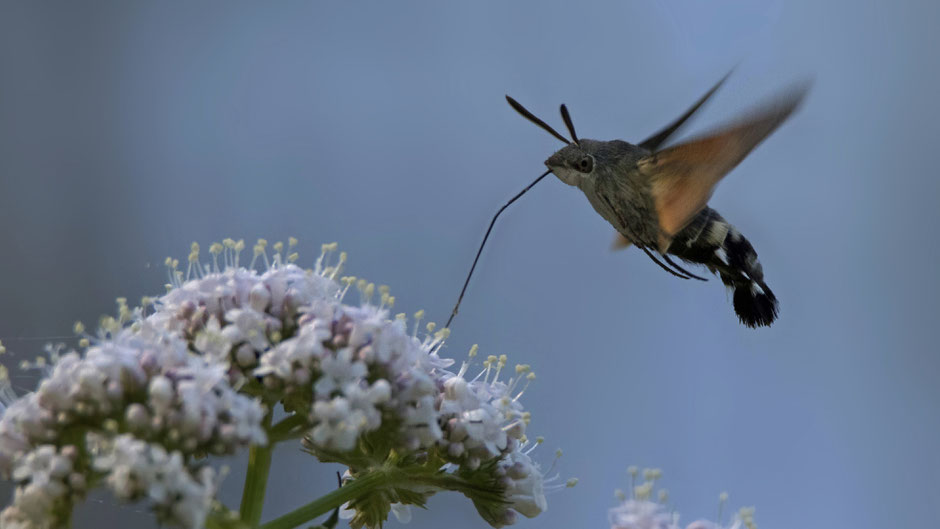 Taubenschwänzchen (Macroglossum Stellatarum) 