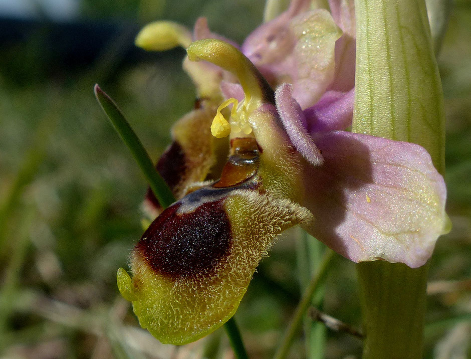 Wespenragwurz / Ophrys tenthredinifera