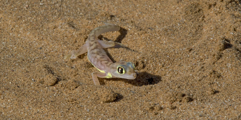 Namib Gecko; Namib Desert Swakopmund July 2017