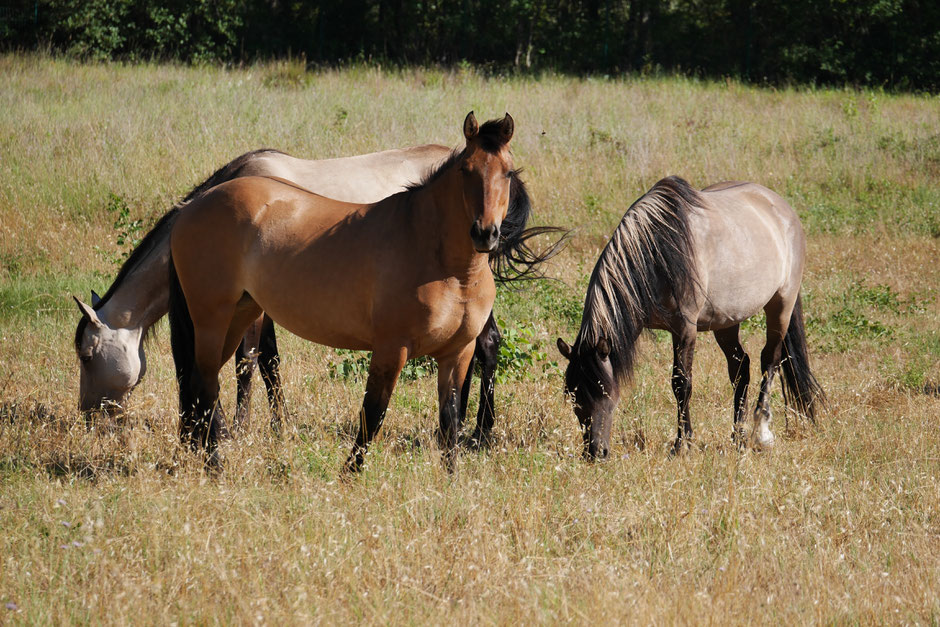 Ojai and two Spanish Mustang mare at MustangWill France - Credit photo MustangWill