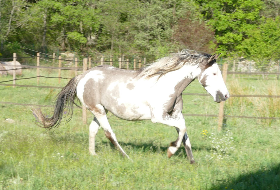 Mystic Moonshadow, Spanish Mustang Medecine Hat chez MustangWill
