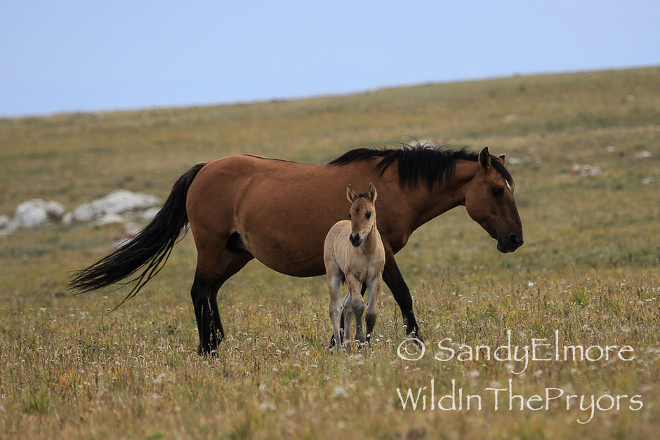 Very young Ojai and her mother in the Pryor Mountains of Montana - Photo credit Sandy Elmore