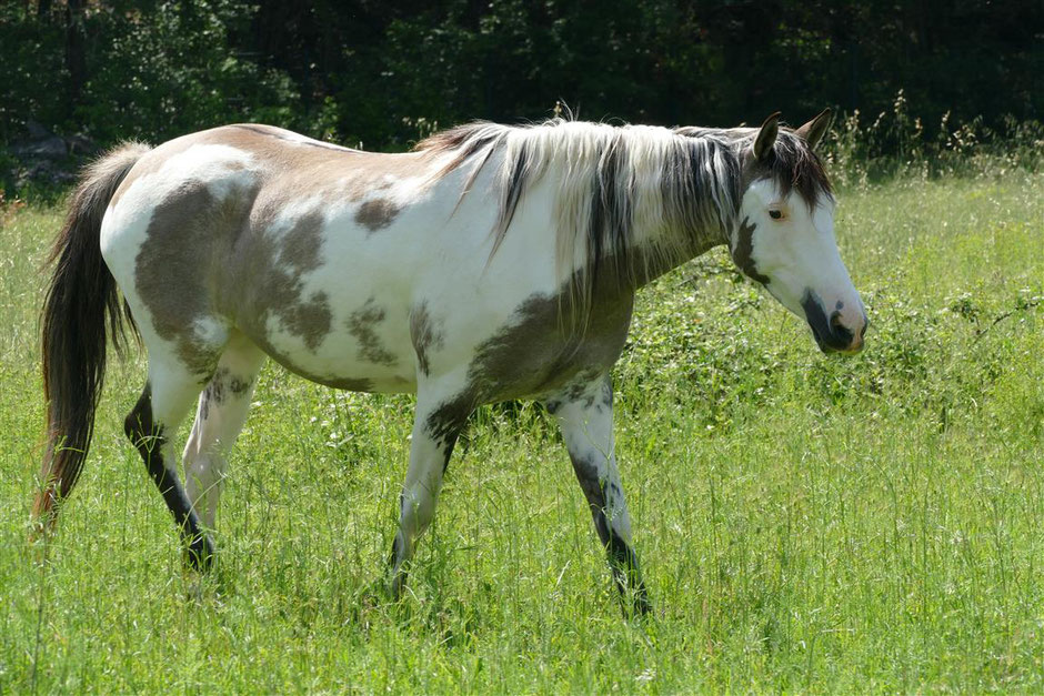 Mystic Moonshadow, jument Spanish Mustang présentant les caractéristiques de la robe Medecine Hat, chez MustangWill