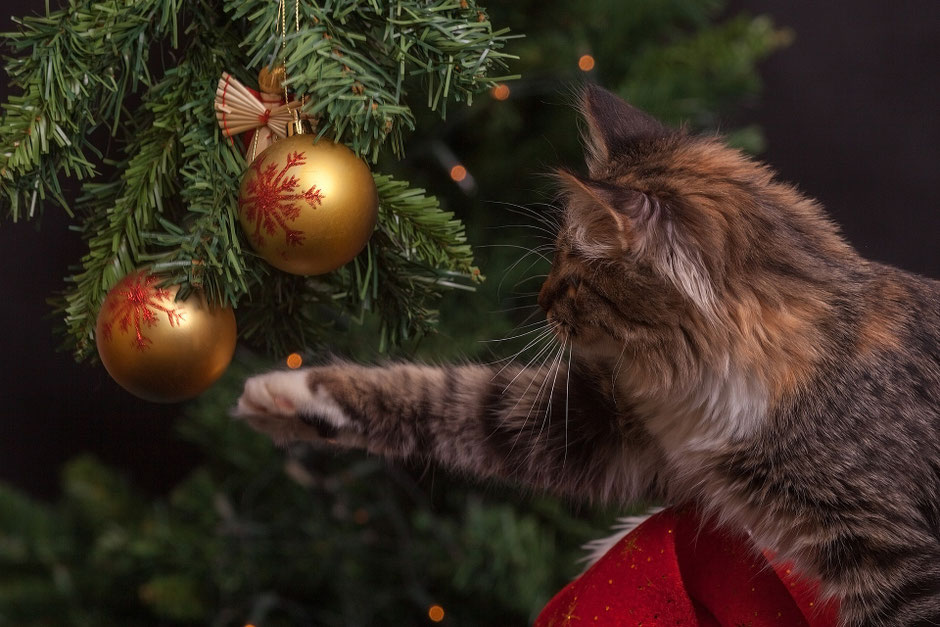 Weihnachten mit Tieren, Tierheilpraktikerin Birte Kommeroh, Schleswig Holstein