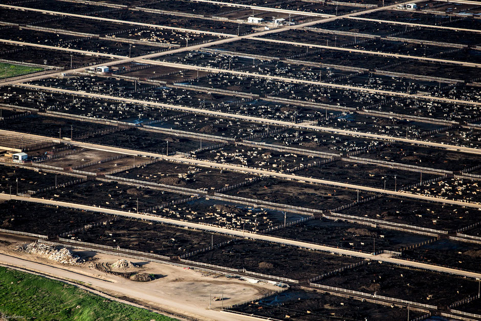 Concentrated Animal Feeding Operation (CAFO) - at least at this particular CAFO they have access to sunlight!