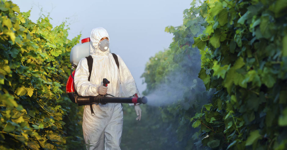 A man spraying pesticides on plants