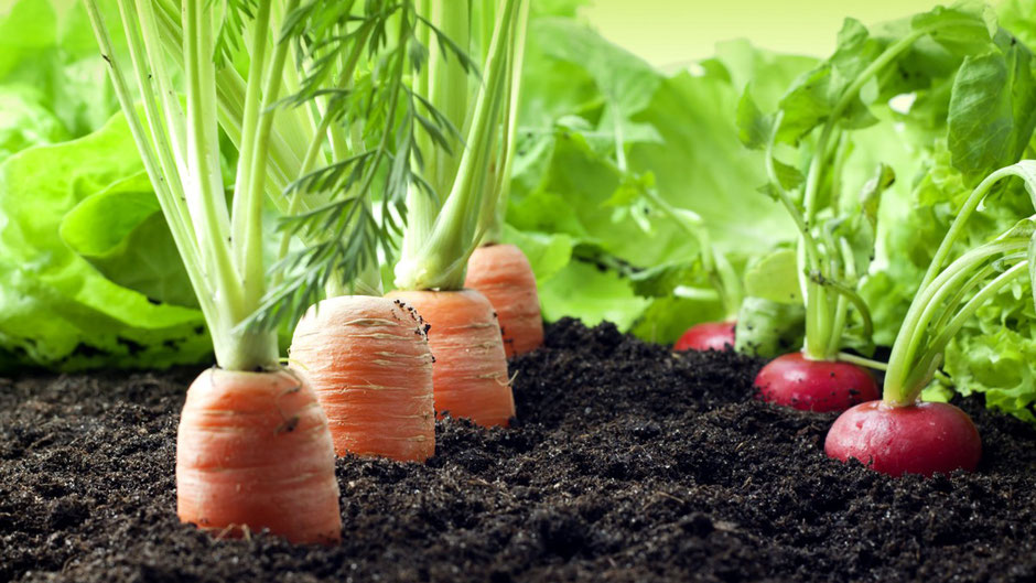 Close up of fresh organic carrots and radishes in soil