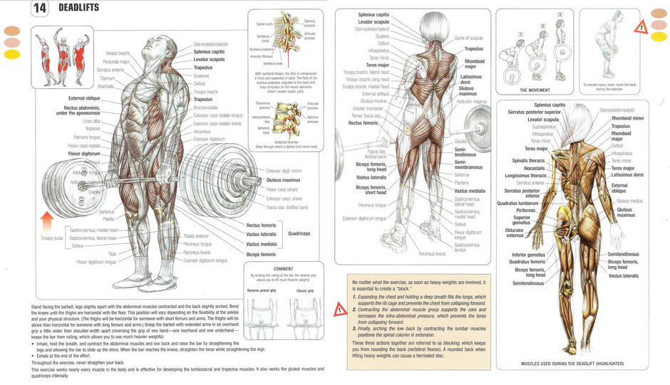 Chapter 14 of Strength Training Anatomy by Frederic Devalier clearly demonstrates the total body workout of the deadlift