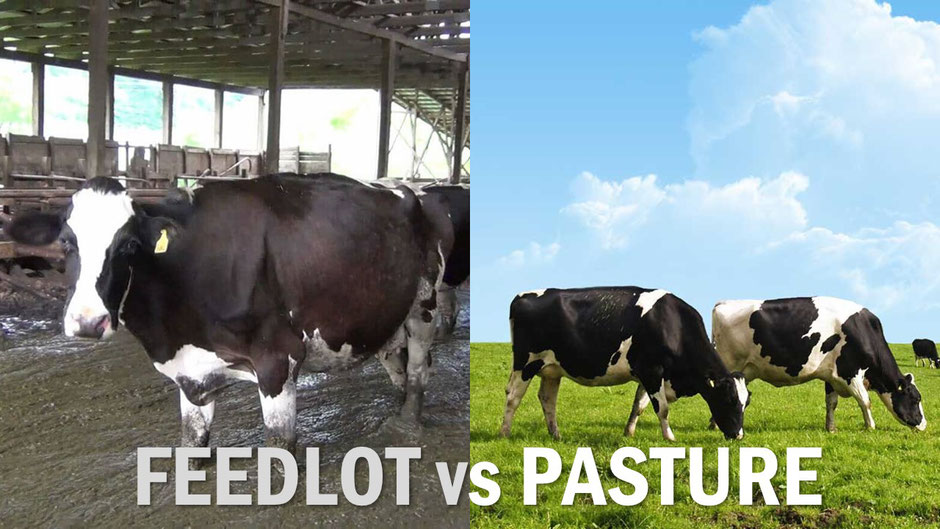 USDA beef: knee deep it's own bovine feces. It may look similar on your supermarket shelves but it's quite a different product from organic, pastured, grass fed and finished beef. Always seek the best quality.