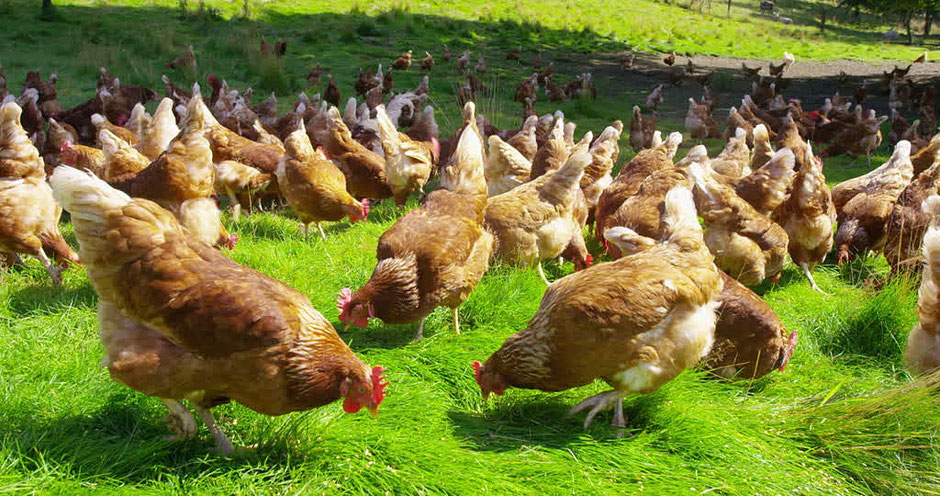 Pastured and organically farmed chickens