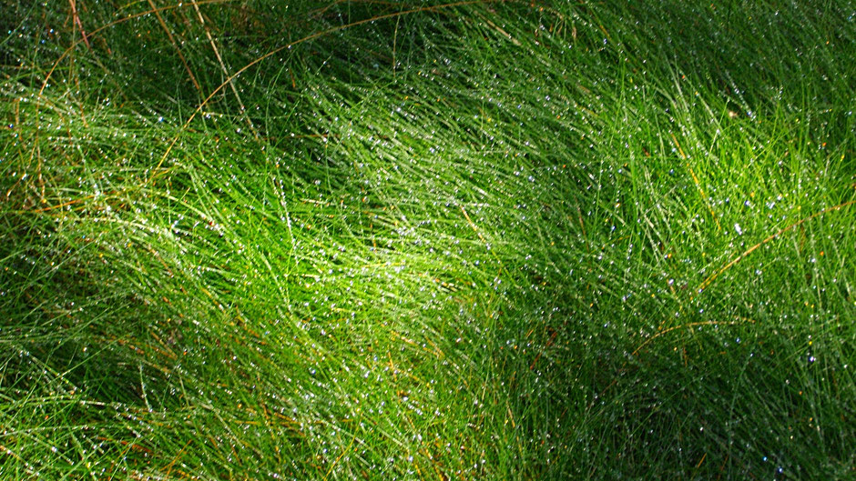 Tautropfen