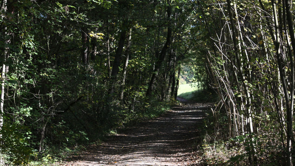 Durch ein schattiges Wäldchen ins Tal des Roten Mains