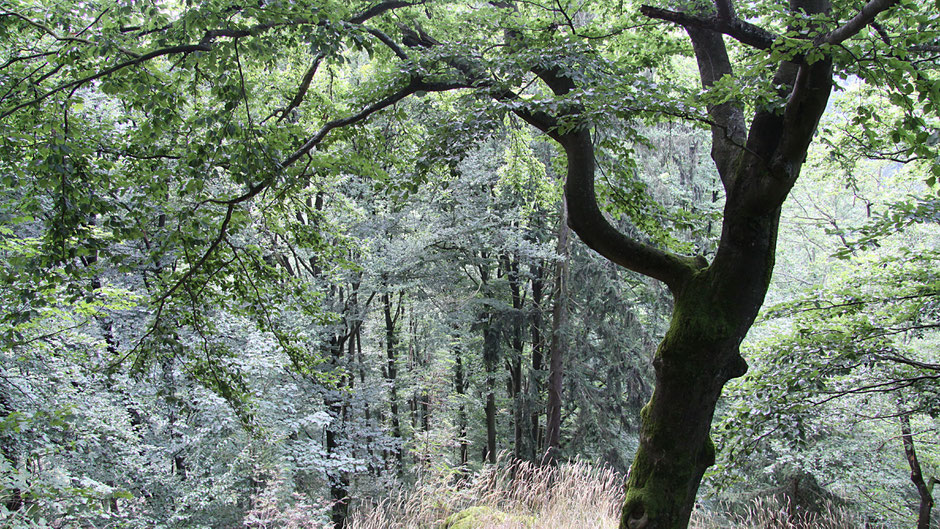 Ein Baum am Wegesrand
