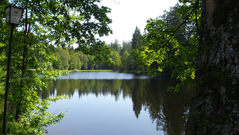 Ein Weiher umrahmt von Bäumen, zwischen Ochsenkopf und Scheeberg gelegen
