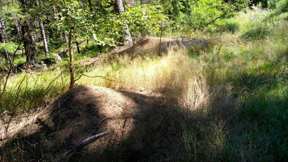 Ameisenhaufen im Nageler Forst