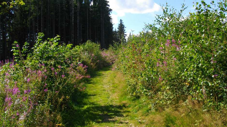 Auf dem Jean-Paul-Weg, von Weißenstadt nach Grub