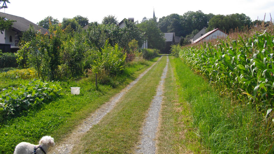 Auf dem Jean-Paul-Weg, direkt vor Hallerstein