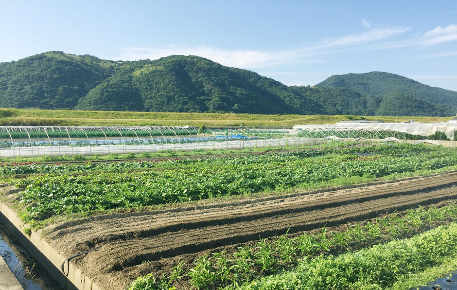 毎日井戸水をたっぷりあげてお野菜を育てています。