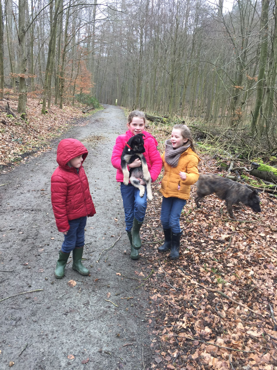 Bouvier des Ardennes