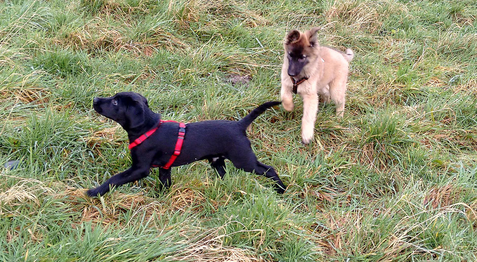 Finch und Ruby