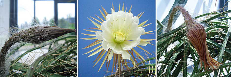 Cactus grandiflorus in 3 Phasen der Blüte