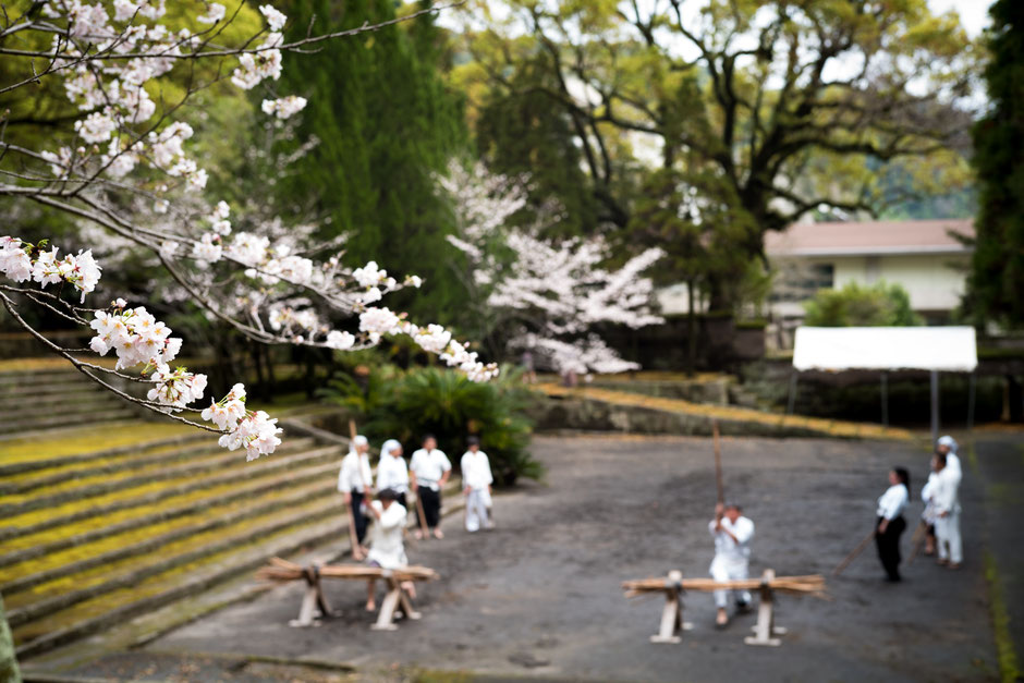 薬丸自顕流鹿児島道場稽古風景・桜の花咲く福昌寺