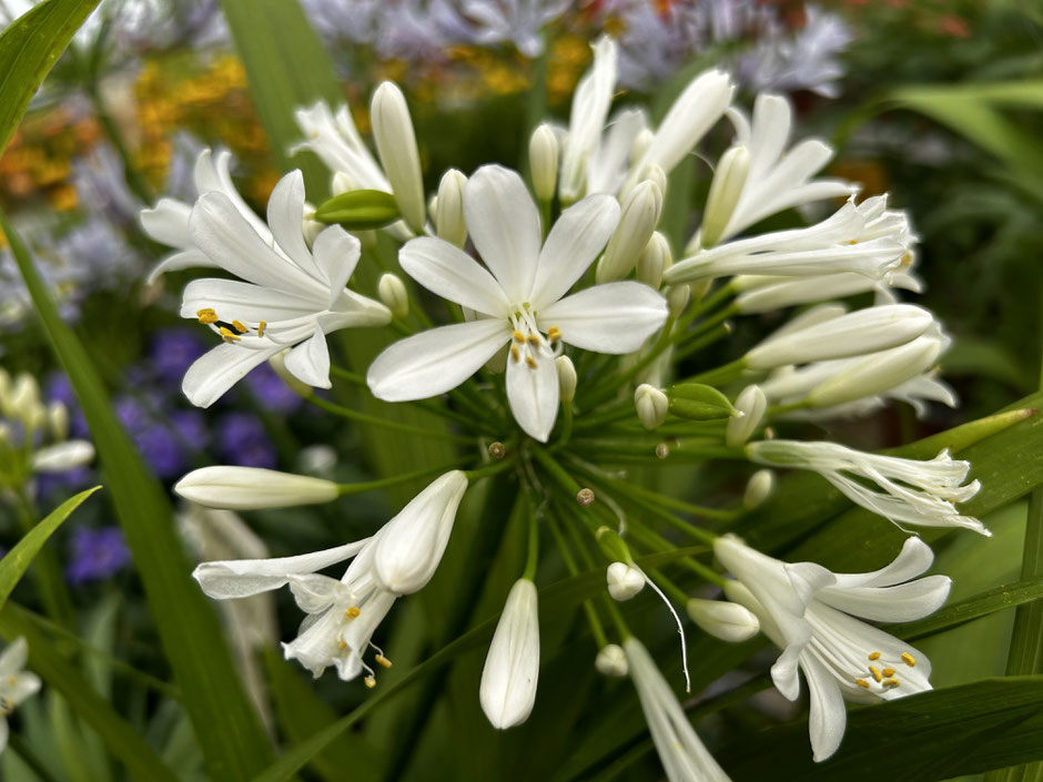 fiori da piantare a luglio 