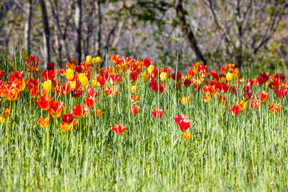 Tulipa Grengiolensis - Grengjer Tulpe - © Raphael Schmid