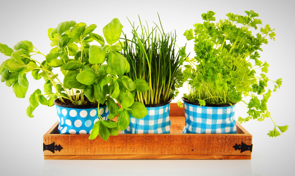 Several kitchen herbs basil and parsley on wooden tray isolated over white background 