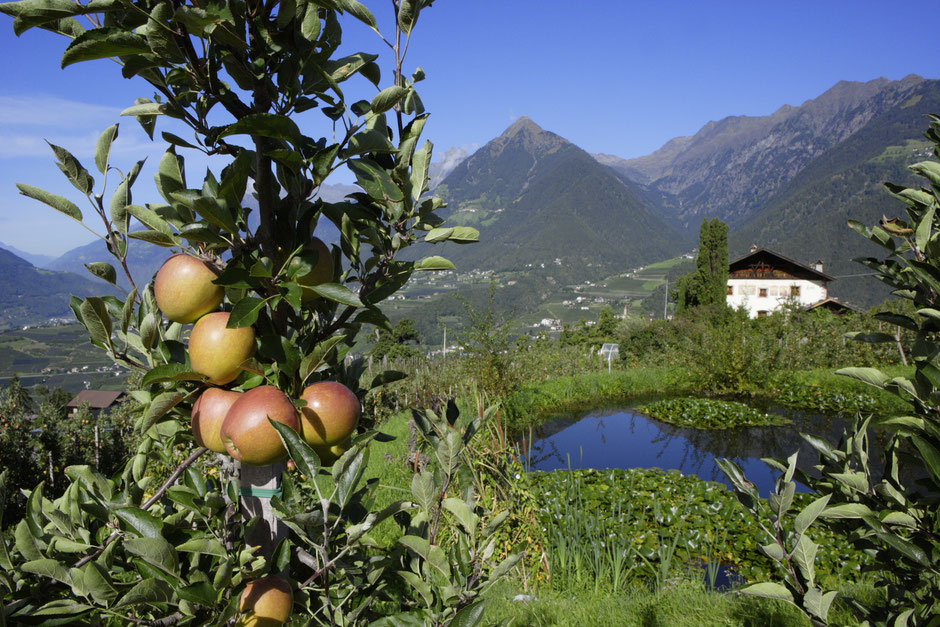 Äpfel am Baum in Südtirol mit Bergen und See im Hintergrund