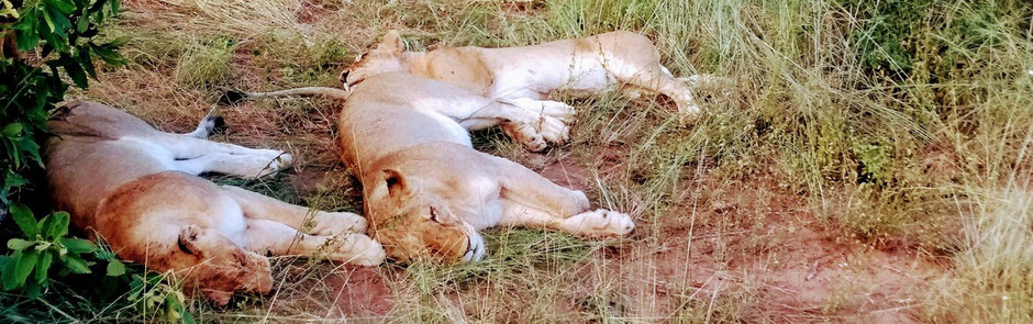 Kapstadt Radrennen 2026 mit Kruger Nationalpark Safari