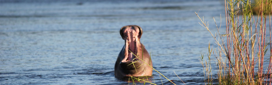 Zambezi River