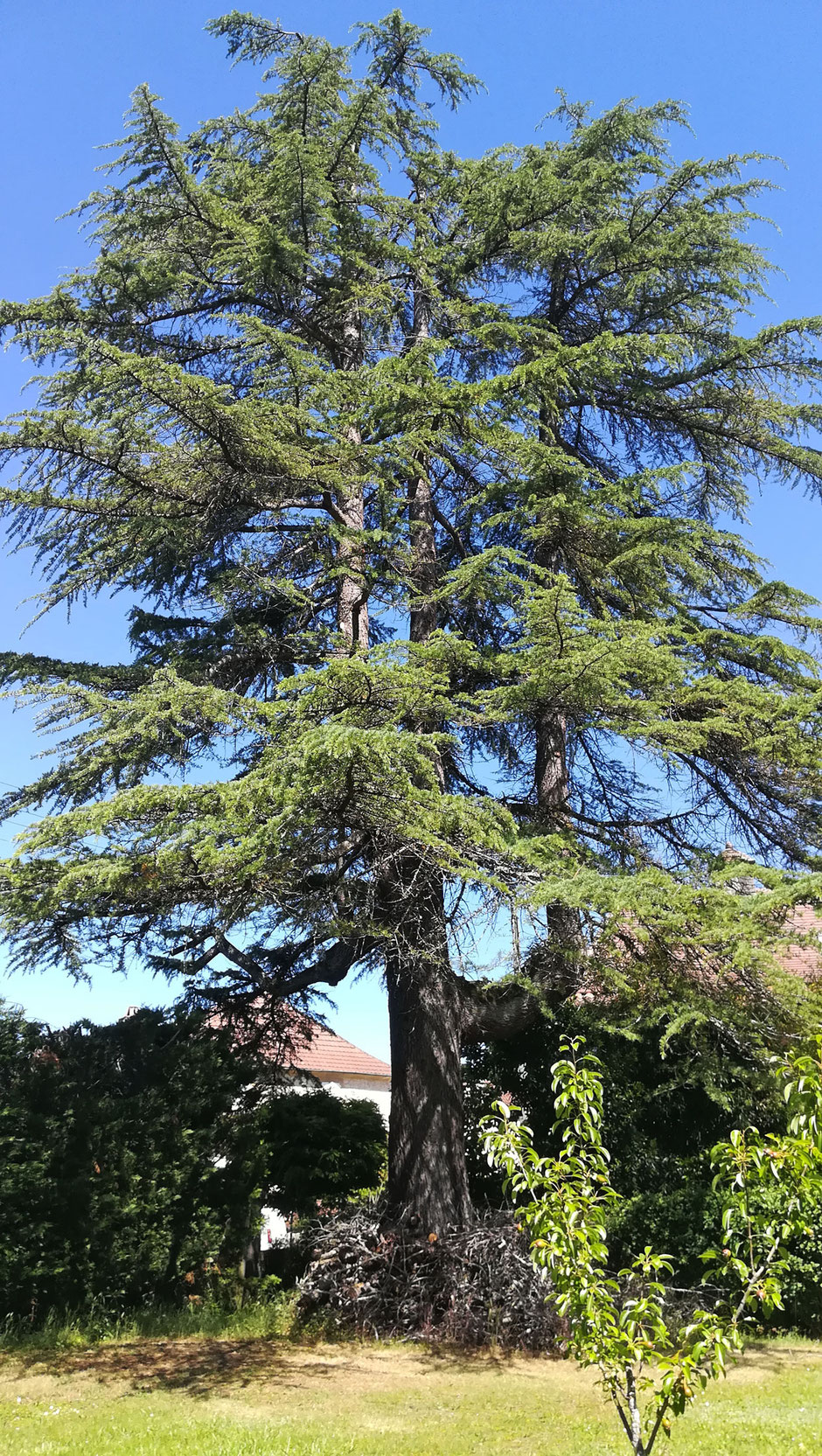 Domaine de Vielcastel, votre location saisonnière pour vos vacances en famille avec un parc, verger et buis