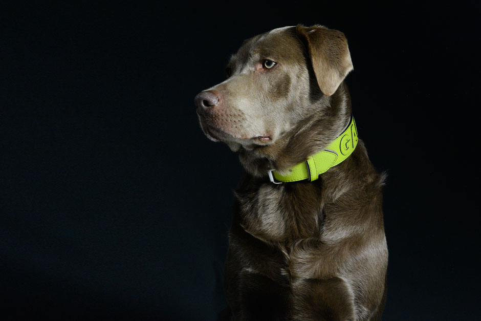 Personalisiertes Hundehalsband aus Leder Ton-in-Ton in Apfelgrün