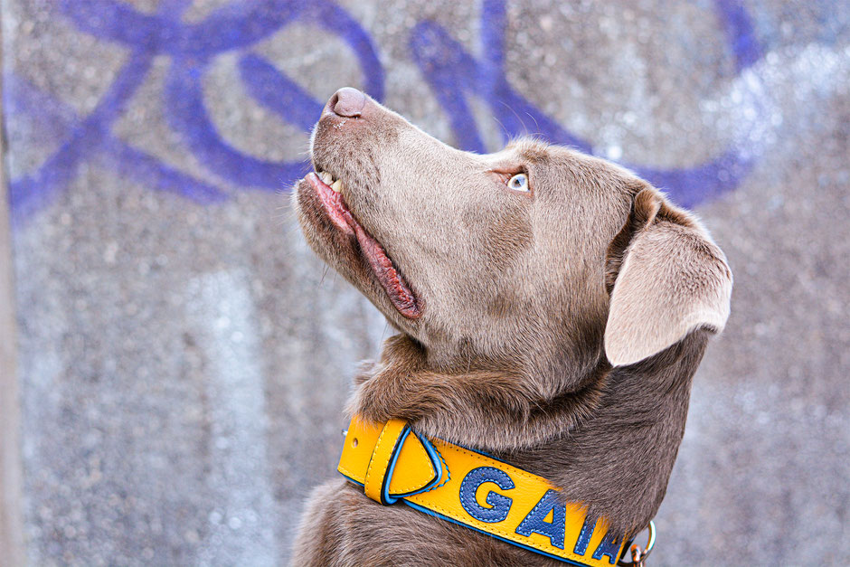Handgefertigtes Hundehalsband mit Namen aus Leder in der Farbkombination Gelb Blau.
