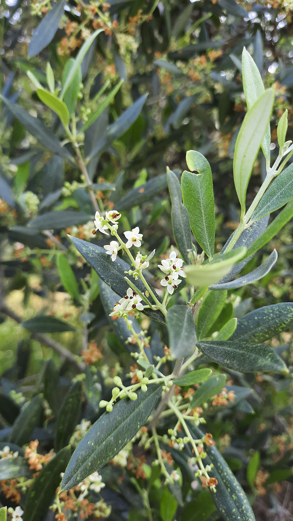 Olivenblüte