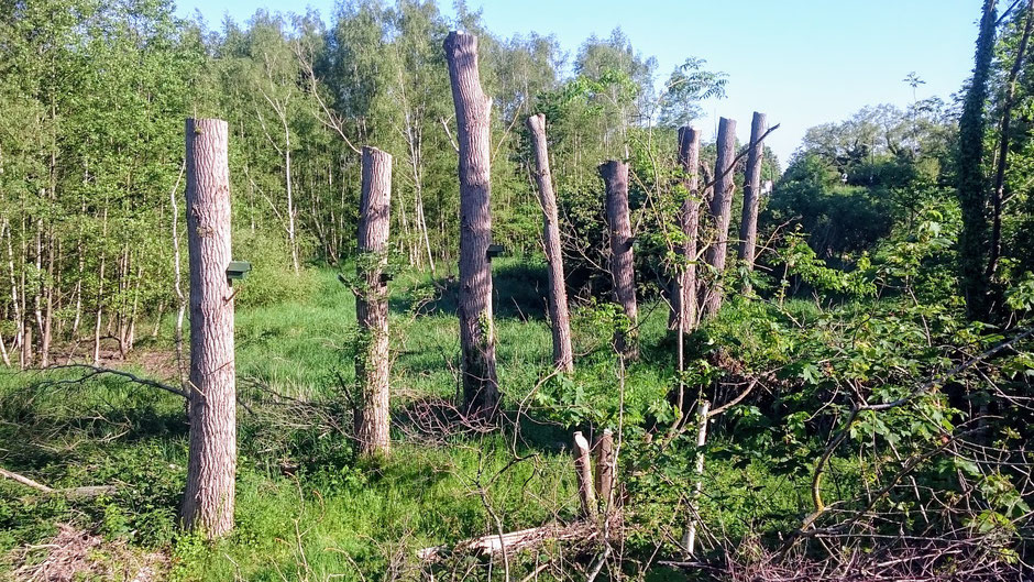 Norwid, Rennrad, Oortkaten