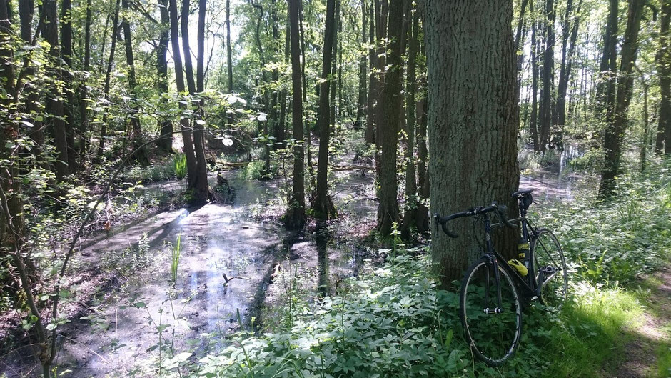 Rennrad, Hamburg, Norwid, Kirchwerder, Sumpf