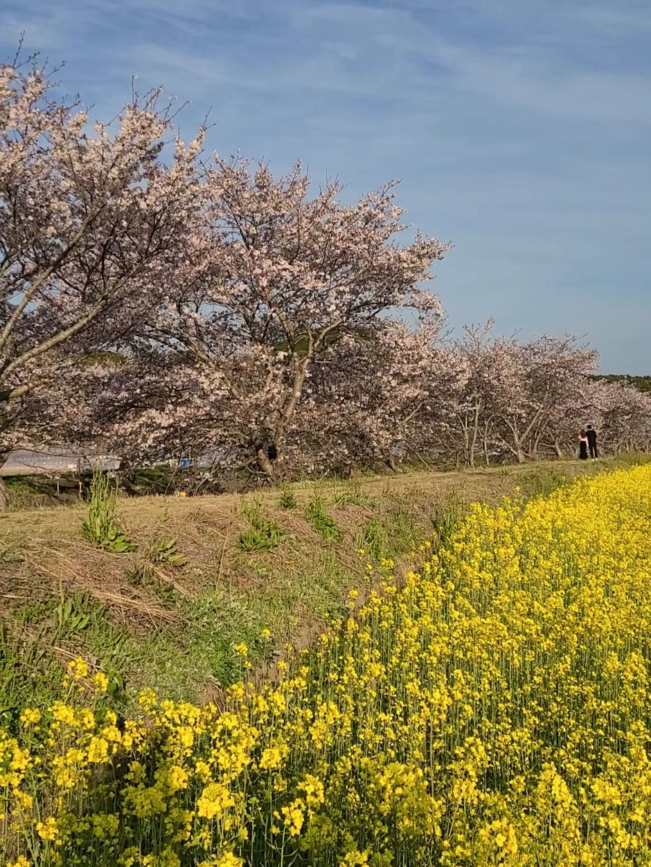 長崎　琴海　桜　菜の花