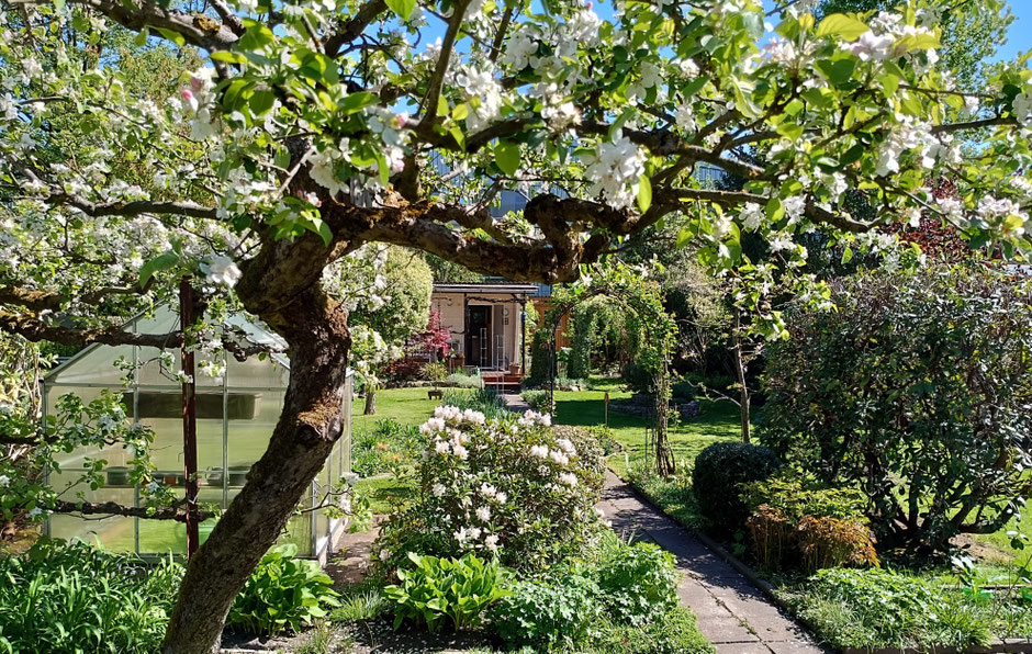 Kleingarten - Apfelblüte