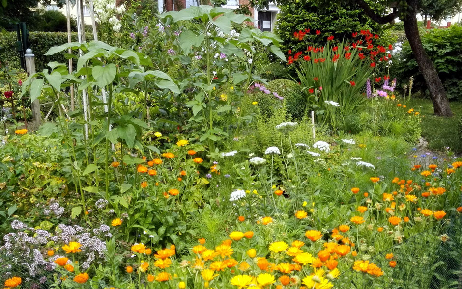 naturnaher Garten - Wildblumen Wildstauden Wildkräuter