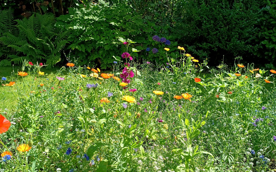 Easy Gardening - Wildblumen