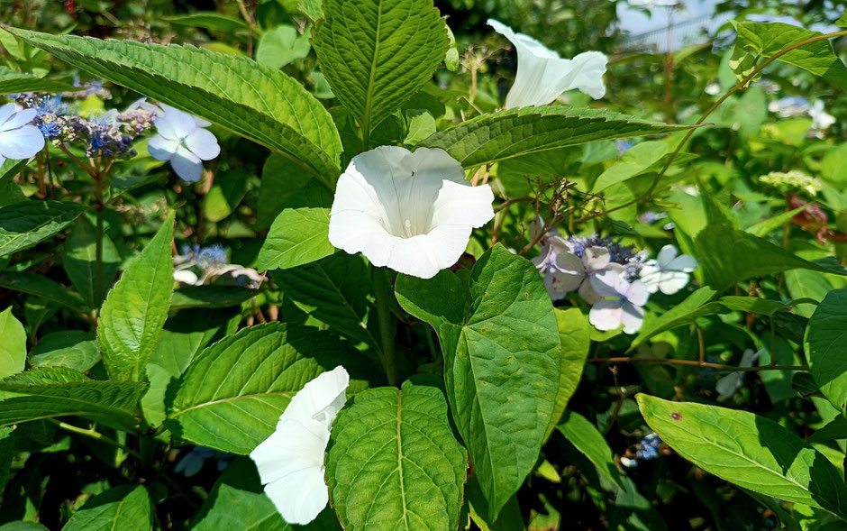 Zaunwinde Trompetenförmige Blüten