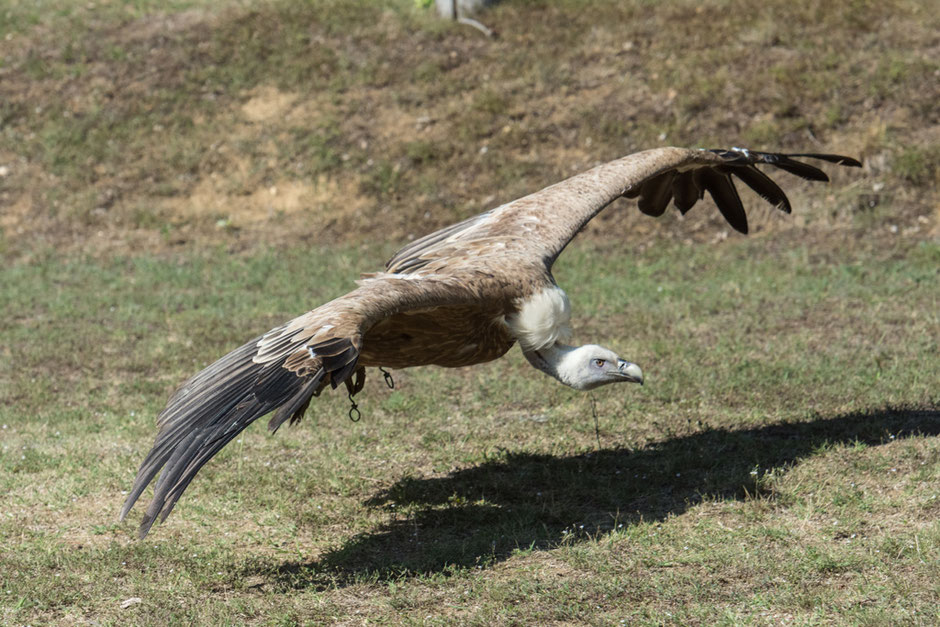 Der Gänsegeier zeigt stolz seine enorme Spannweite.