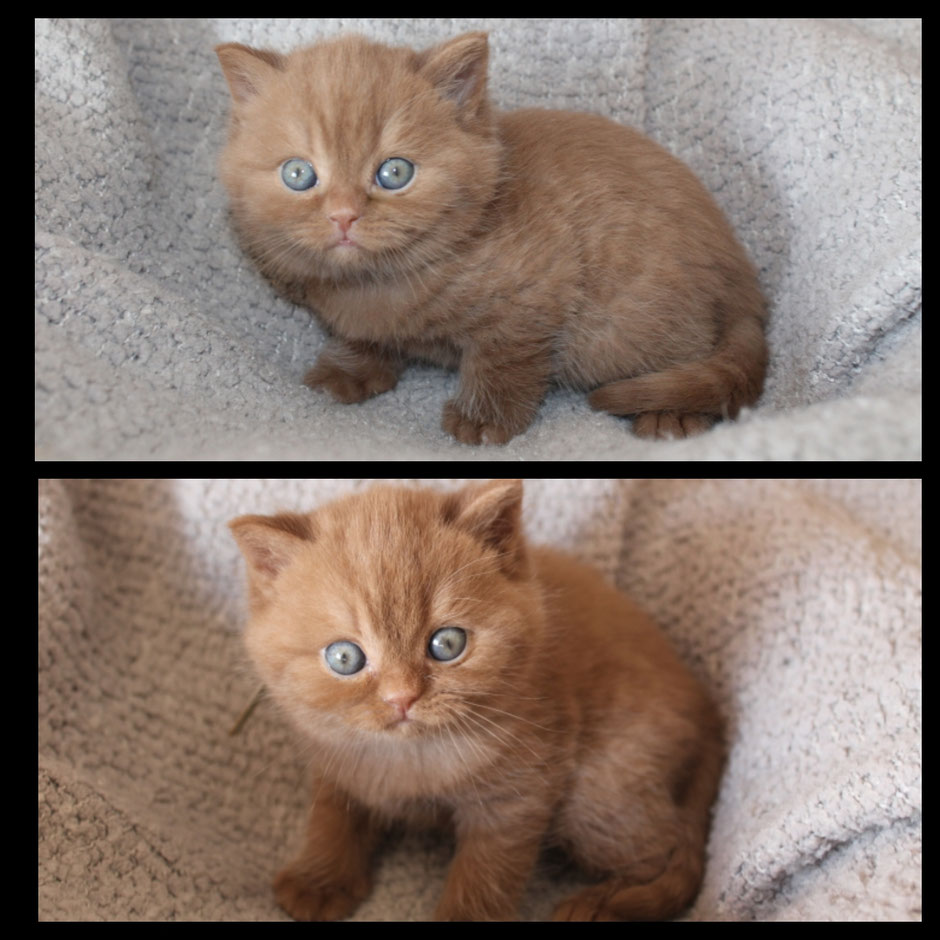 BKH Kitten cinnamon